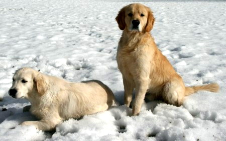 Flocke und Gordon im Schnee im Februar 2010